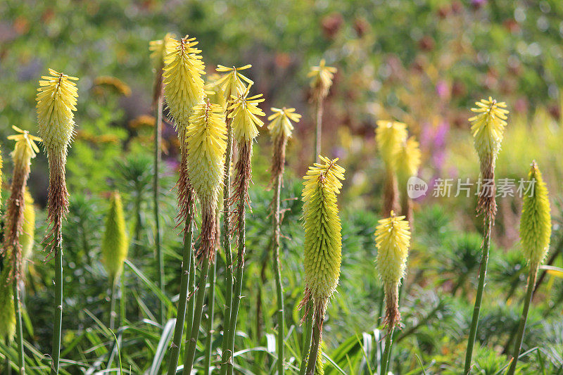 奶油黄色红色火钳花的图像，Kniphofia 'Buttercup'